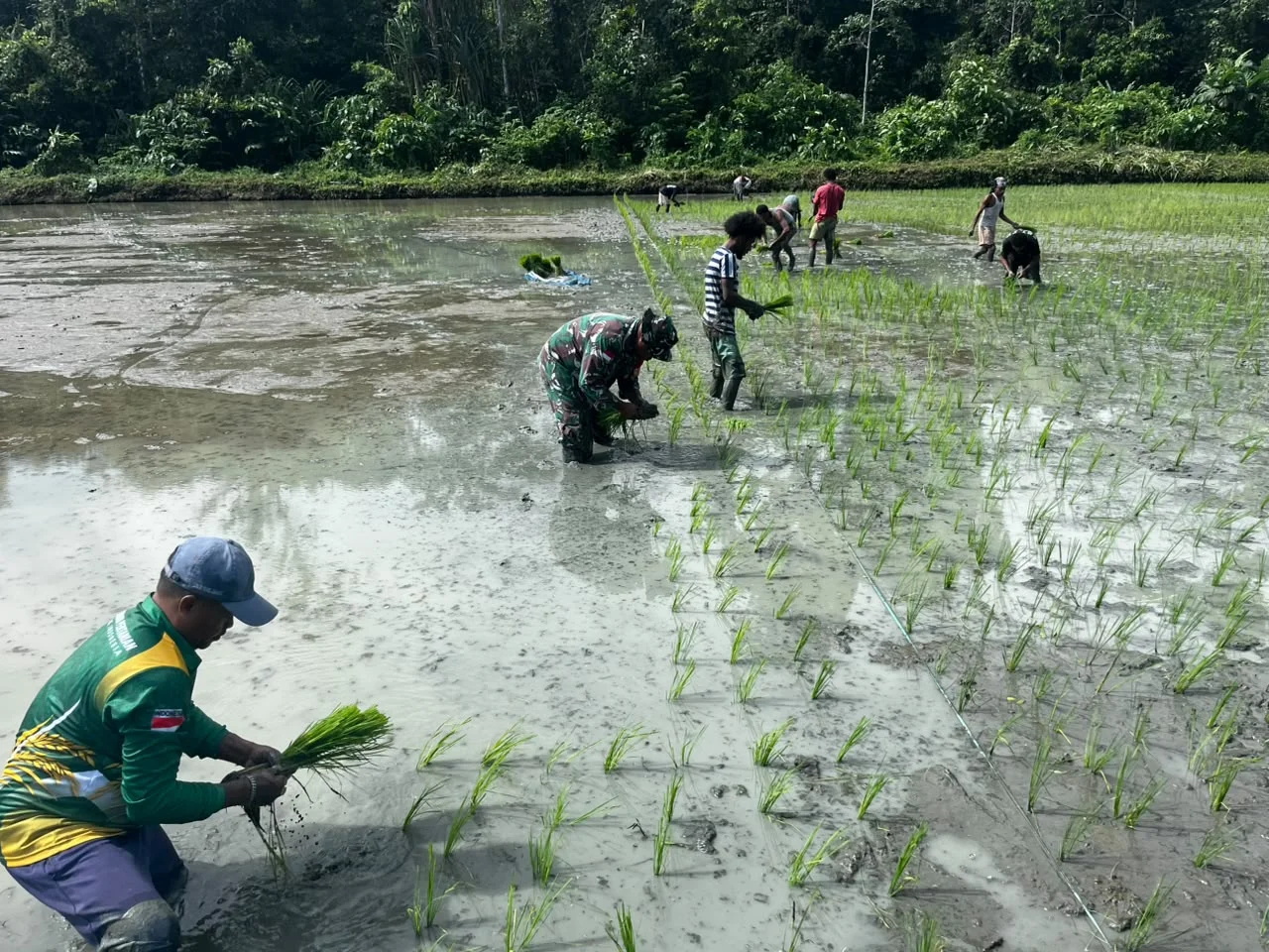 Menanam Padi, Menumbuhkan Harapan: Babinsa Serui Cetak Generasi Tani Papua