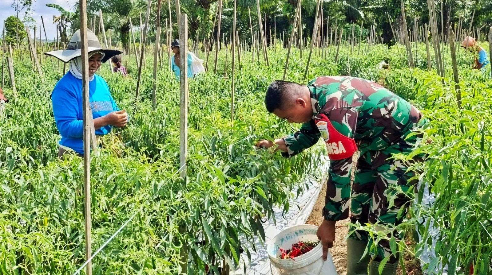 Panen Cabai Berkah di Keerom, Babinsa Turun ke Ladang Bantu Petani Wujudkan Ketahanan Pangan