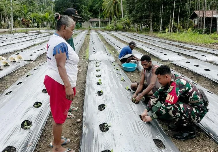Tanam Sawi, Tanam Harapan: Babinsa dan Warga Yapen Bersinergi Bangun Ketahanan Pangan