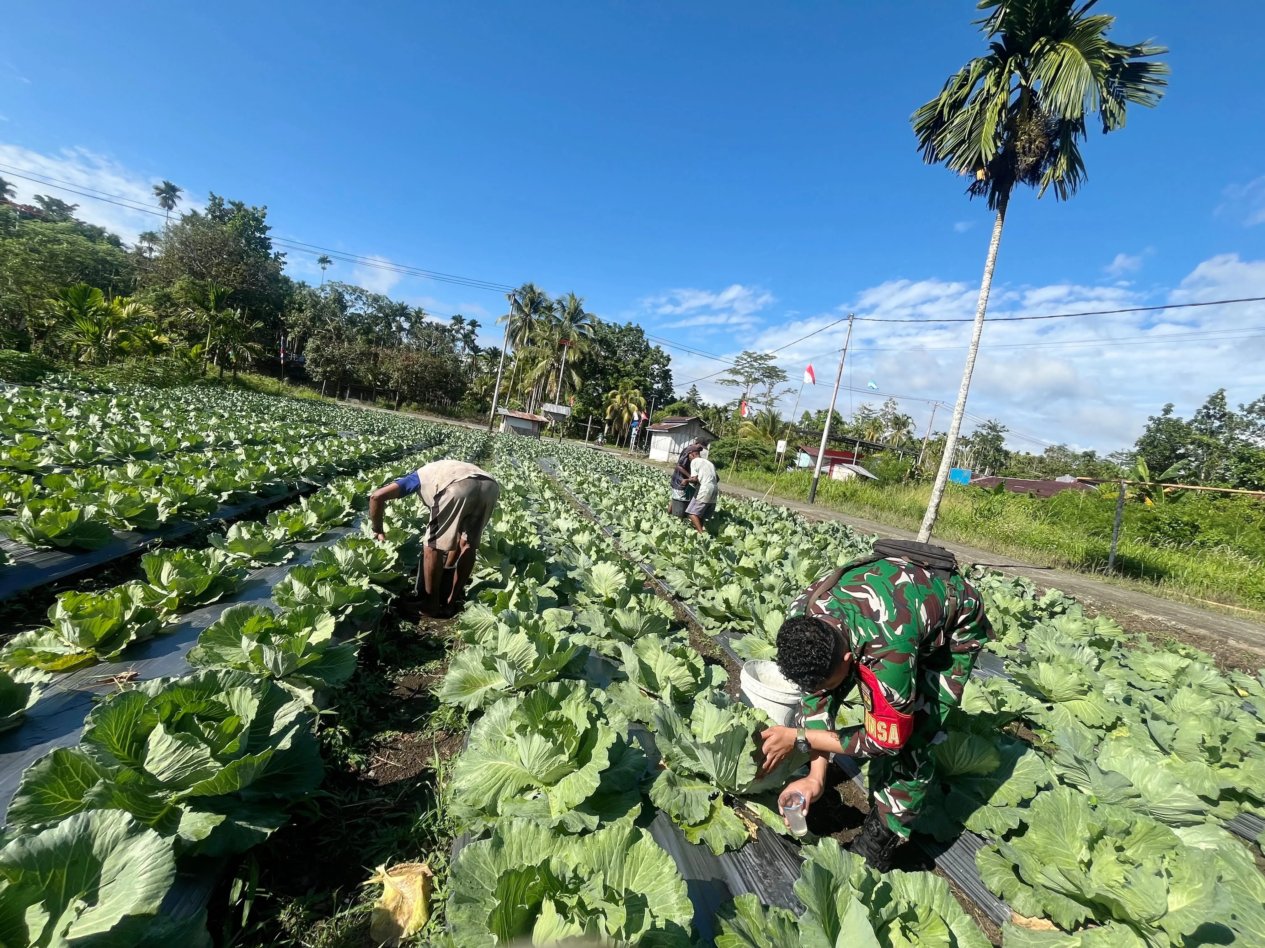 Dukung Ketahanan Pangan, Babinsa Serui Bantu Petani Rawat Tanaman Kol