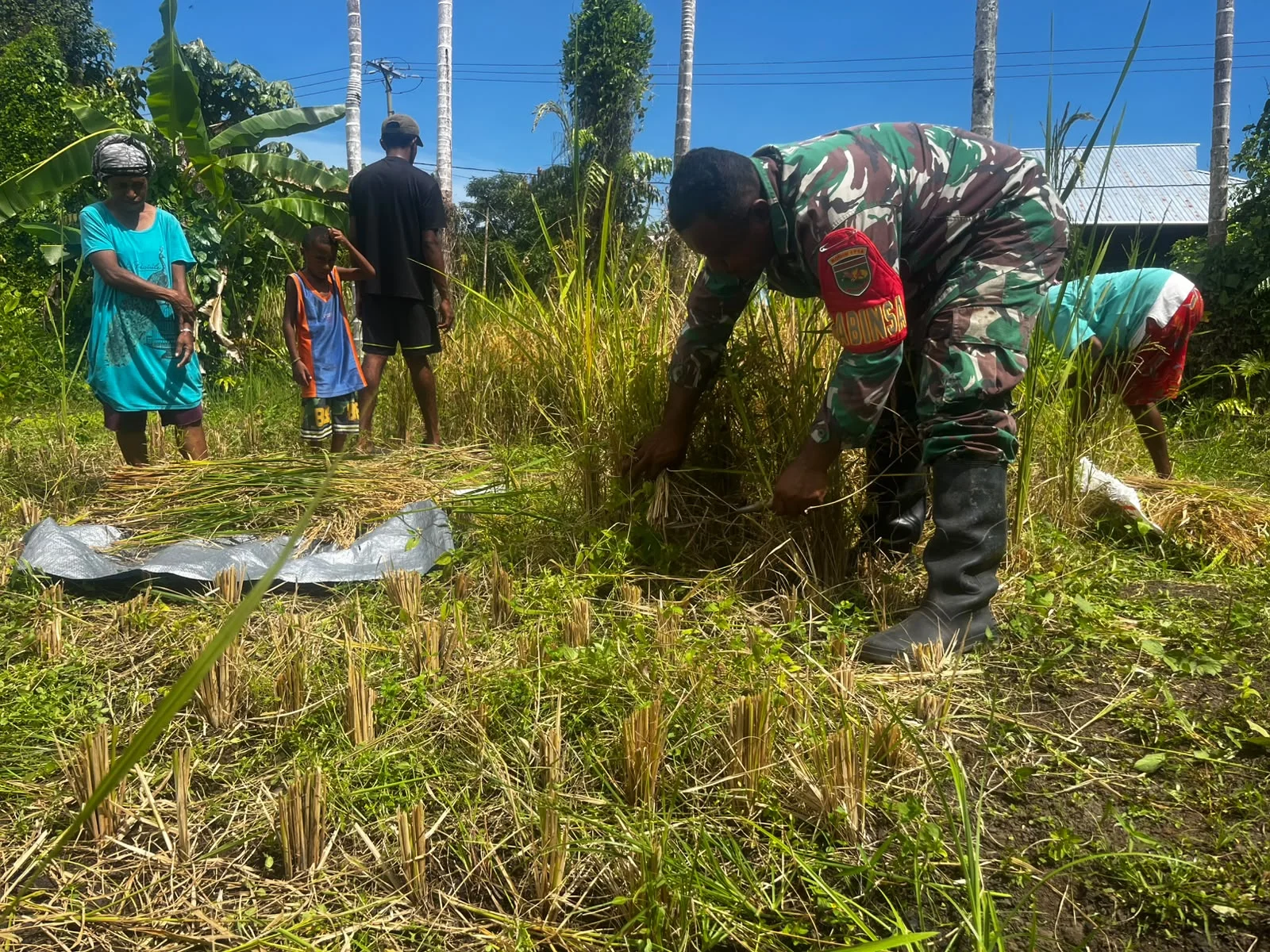 Bersama Petani di Sawah, Babinsa Koramil Serui Perkuat Ketahanan Pangan di Yapen